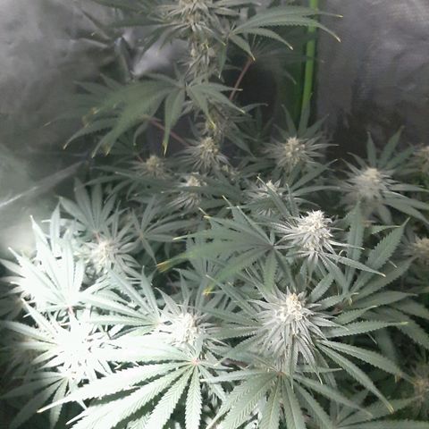 SB1-00 growlog timeline photo