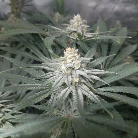 SB1-00 growlog timeline photo