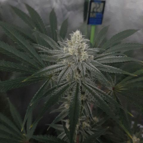 SB1-00 growlog timeline photo