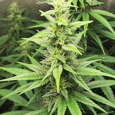HP-00 growlog timeline photo
