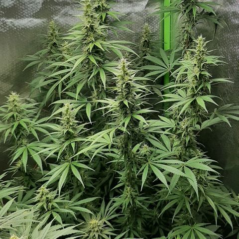 HP-00 growlog timeline photo