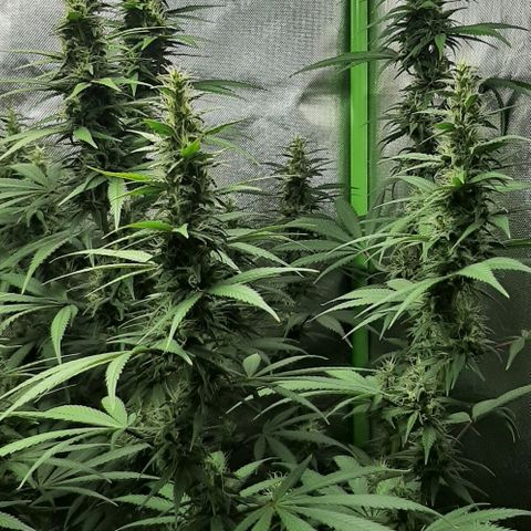 HP-00 growlog timeline photo