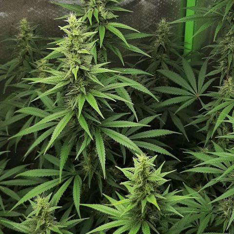 HP-00 growlog timeline photo