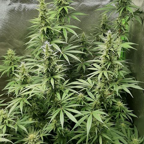 HP-00 growlog timeline photo
