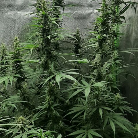 HP-00 growlog timeline photo
