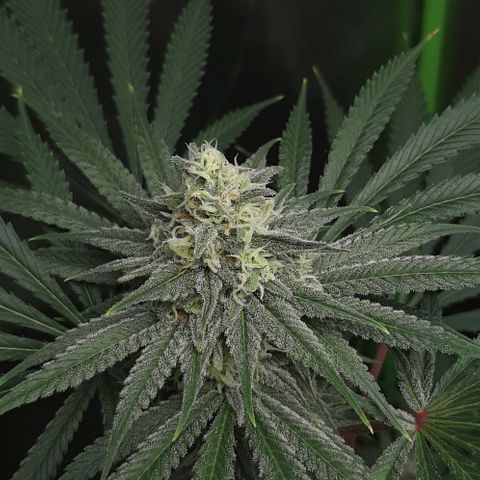 SB1-00 growlog timeline photo