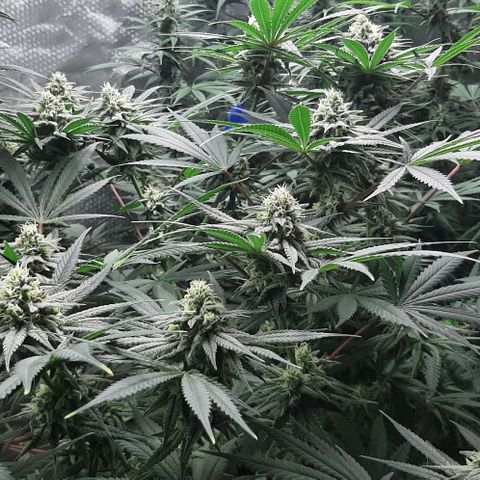 SB1-00 growlog timeline photo