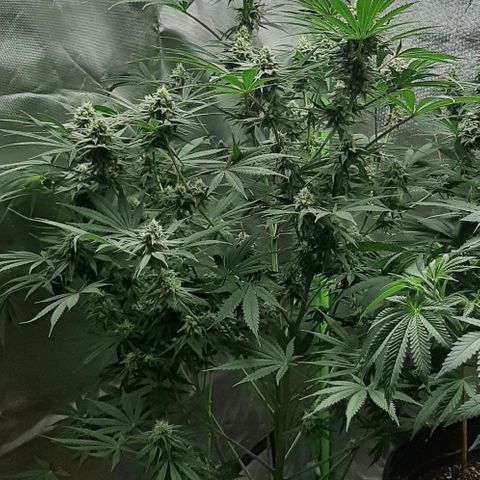 SB1-00 growlog timeline photo
