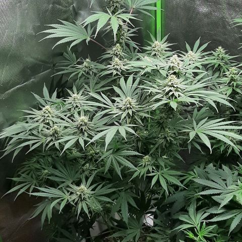 SB1-00 growlog timeline photo