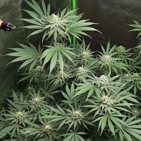 SB1-00 growlog timeline photo