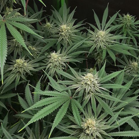 SB1-00 growlog timeline photo