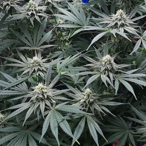 SB1-00 growlog timeline photo