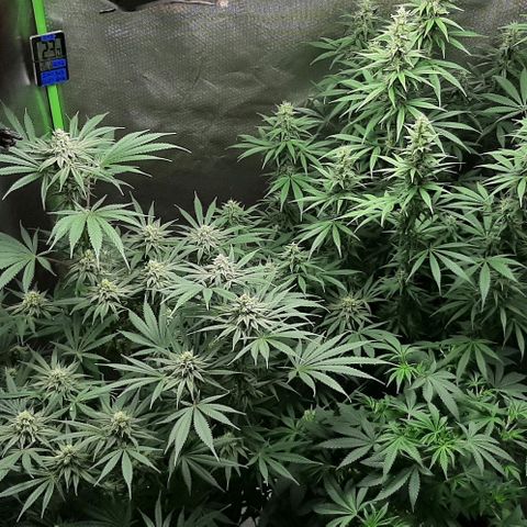 HP-00 growlog timeline photo