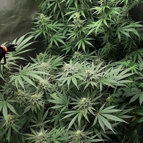 HP-00 growlog timeline photo