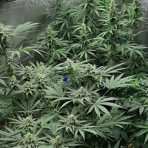 HP-00 growlog timeline photo