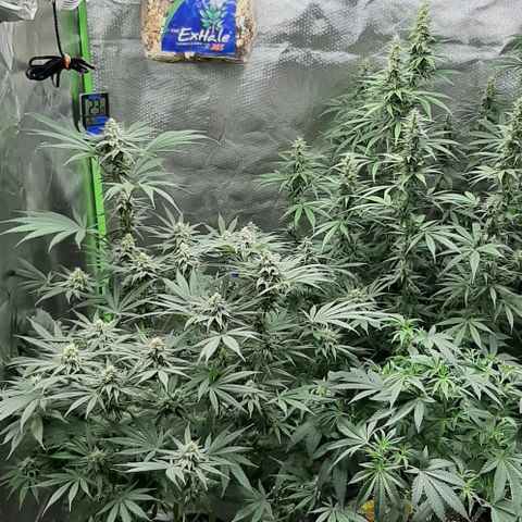 HP-00 growlog timeline photo
