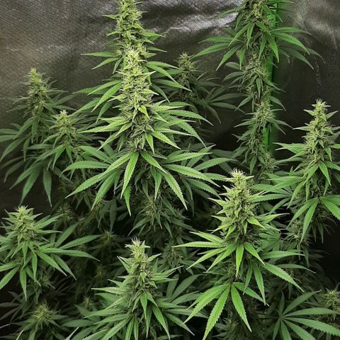 HP-00 growlog timeline photo