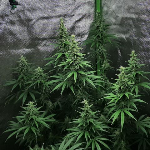 HP-00 growlog timeline photo