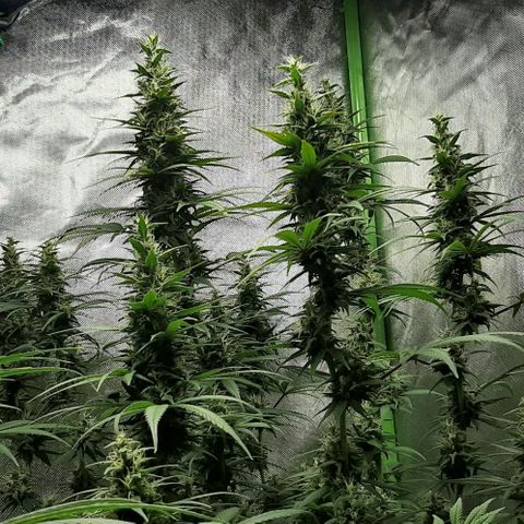 HP-00 growlog timeline photo