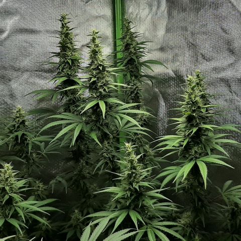HP-00 growlog timeline photo