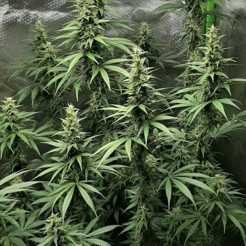 HP-00 growlog timeline photo