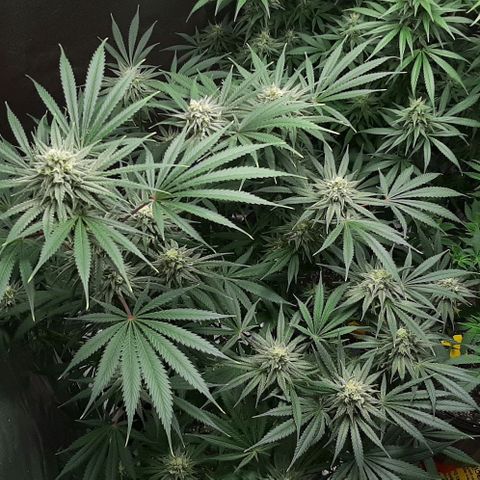 SB1-00 growlog timeline photo