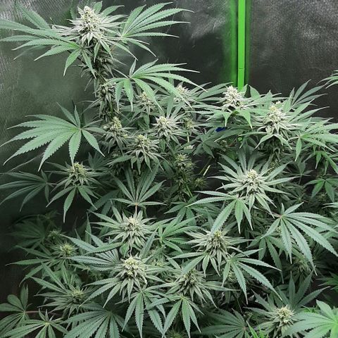 SB1-00 growlog timeline photo