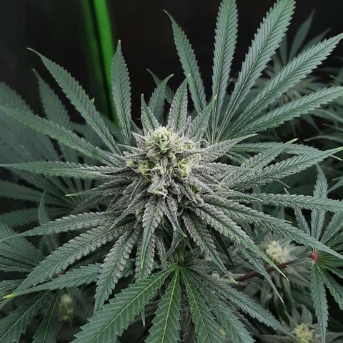SB1-00 growlog timeline photo