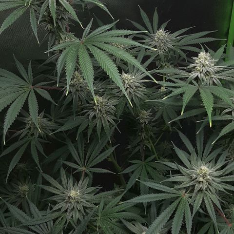 SB1-00 growlog timeline photo