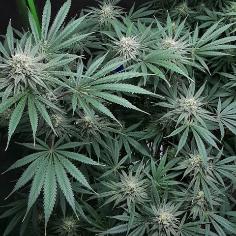SB1-00 growlog timeline photo