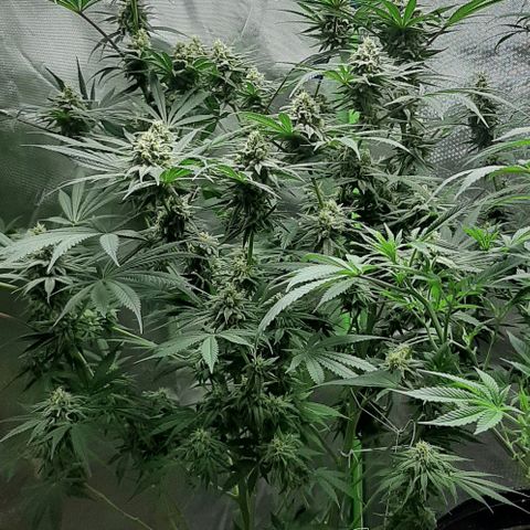 SB1-00 growlog timeline photo