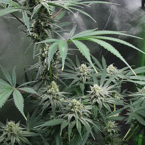 SB1-00 growlog timeline photo