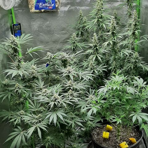 HP-00 growlog timeline photo