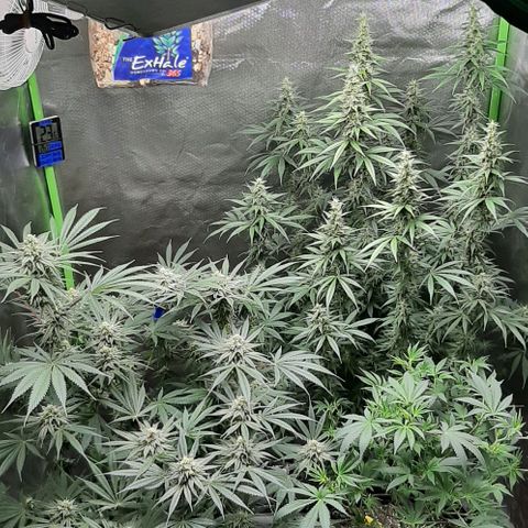 HP-00 growlog timeline photo