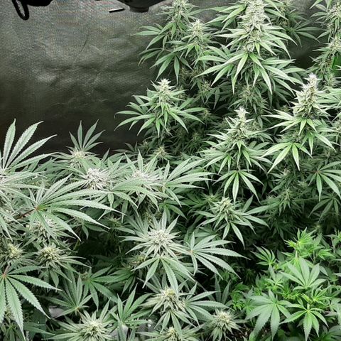 HP-00 growlog timeline photo