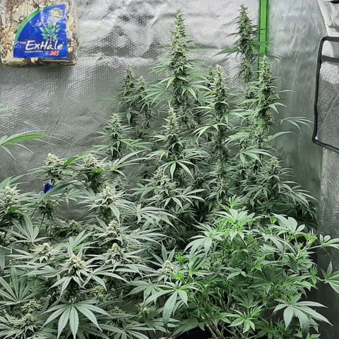 HP-00 growlog timeline photo
