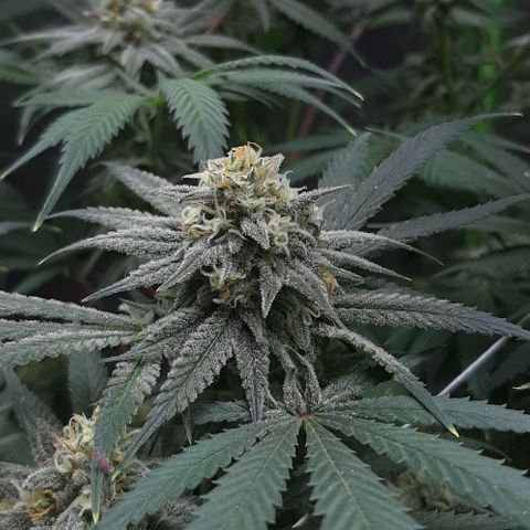 SB1-00 growlog timeline photo