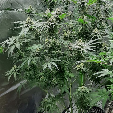 SB1-00 growlog timeline photo
