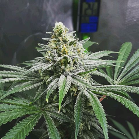 SB1-00 growlog timeline photo