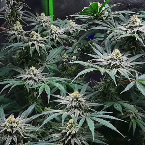 SB1-00 growlog timeline photo