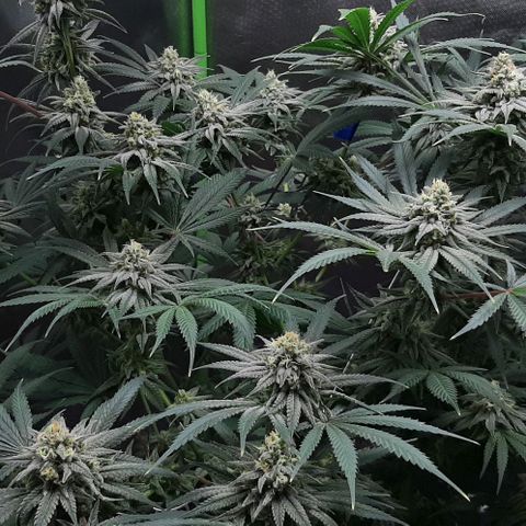 SB1-00 growlog timeline photo