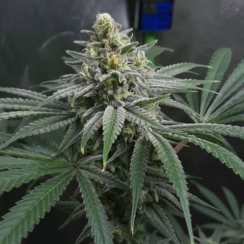SB1-00 growlog timeline photo