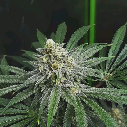 SB1-00 growlog timeline photo