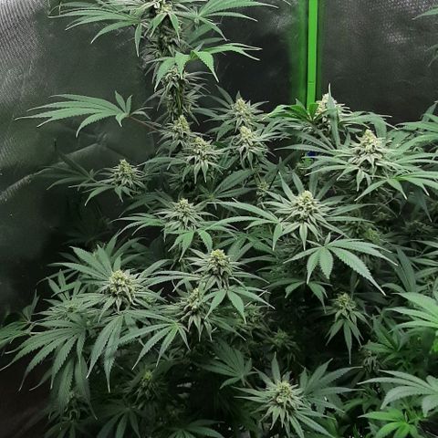 SB1-00 growlog timeline photo
