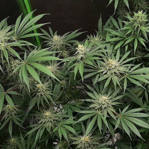 SB1-00 growlog timeline photo