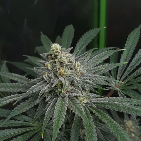 SB1-00 growlog timeline photo