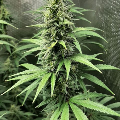 HP-00 growlog timeline photo