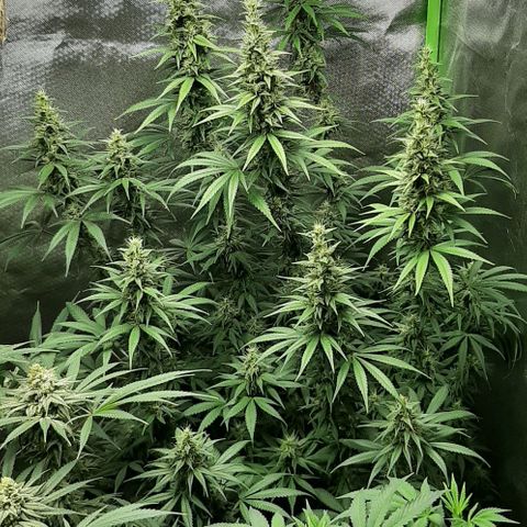 HP-00 growlog timeline photo