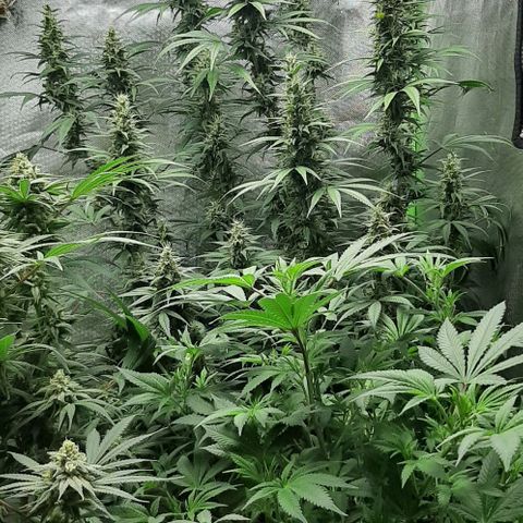 HP-00 growlog timeline photo
