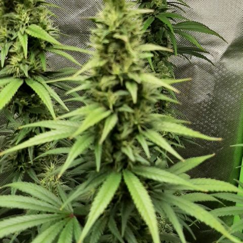 HP-00 growlog timeline photo